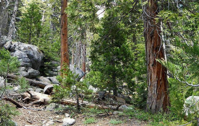 Stony Creek Lodge Sequoia National Park Екстер'єр фото
