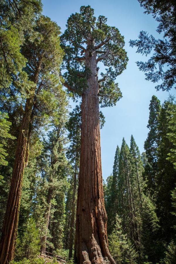 Stony Creek Lodge Sequoia National Park Екстер'єр фото