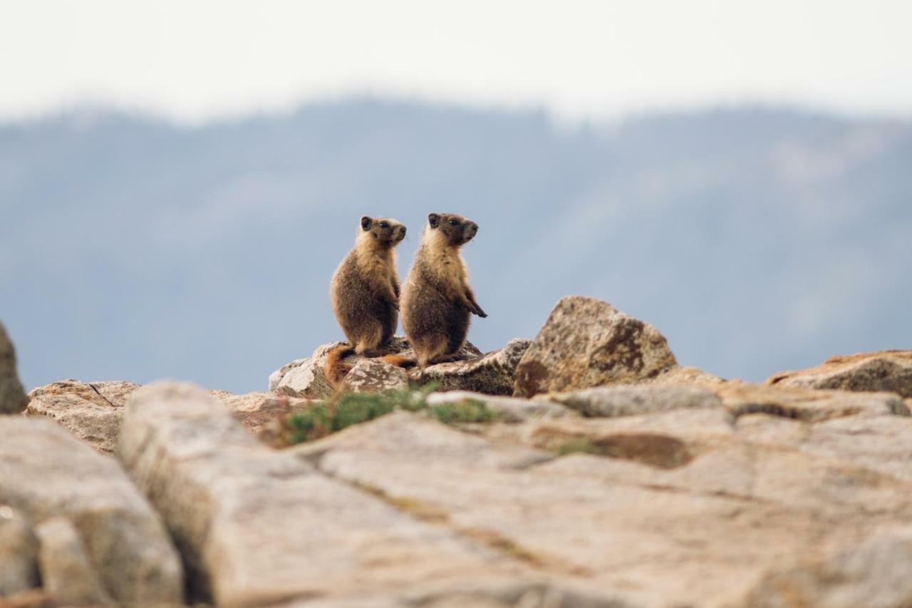 Stony Creek Lodge Sequoia National Park Екстер'єр фото